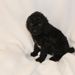 Bernedoodle, Cavapoo, and Poodle Puppies from Liberty Farms Puppies