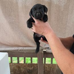 Female 3 - Black female Labrador Retriever puppy in Hebron, Kentucky from Top Notches Labrador Retrievers