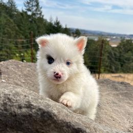 Patch - White male Pomsky puppy in Mc Minnville, Oregon from West Coast Pomskies