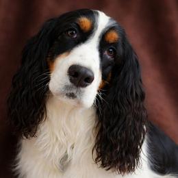 Daisy - English Springer Spaniel