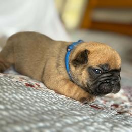 Merica - Fawn male French Bulldog puppy in Varnville, South Carolina from DF's Unlimited Ruff