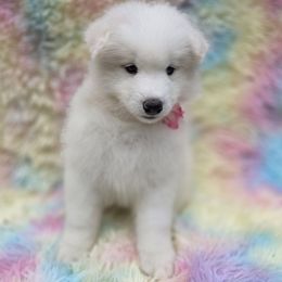 Pink girl - White female Samoyed puppy in Elwell, Michigan from Limelight Samoyeds