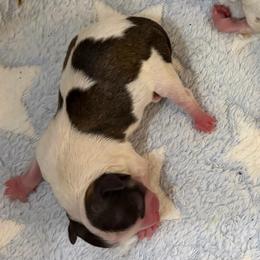 Mr.Bean - Sable spotted white male Chihuahua puppy in Franklin, North Carolina from A&J Cutie Pawtooties