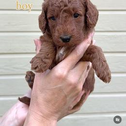 Yellow - Red  male Goldendoodle puppy in Meridian, Idaho from Greenfield Goldendoodles