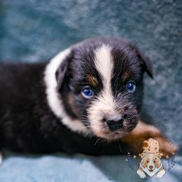 Roux - Black tri-color female Australian Shepherd puppy in Hearne, Texas from Wigglebutts Unlimited