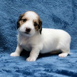 Highland (Pink Band) - Piebald female Dachshund puppy in Raleigh, North Carolina from McLovin Doxies