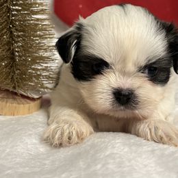Louie - Black and white male Shih Tzu puppy in Ocala, Florida from Yorkie  And Shih Tzu Love