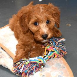 Nori - Red  female Goldendoodle puppy in Jasper, Indiana from Hilltop Pups LLC