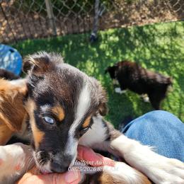 Sammy - Black tri male Toy Australian Shepherd puppy in Snowflake, Arizona from Halfpint Aussies
