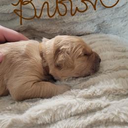 Brown collar - Golden male Golden Retriever puppy in Brush Prairie, Washington from Paradise Peaks