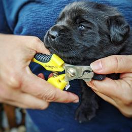 Anatolian Shepherd Dog and Labrador Retriever Puppies from Learning With Dogs