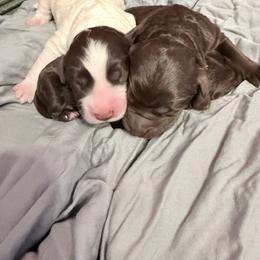 Boy 2 - male Newfypoo puppy in Bloomfield, Iowa from Schooley Doodles