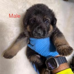 Boy 2 - Black and tan male German Shepherd puppy in Hollis Center, Maine from Noble German Shepherds of Maine