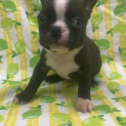 Quint - Black and white male Boston Terrier puppy in Fillmore, Illinois from Wind Hill Puppies