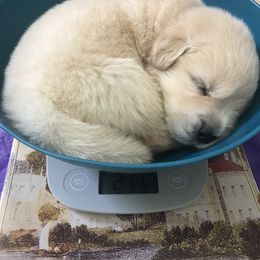 Golden Retriever Puppies from Goldens for You