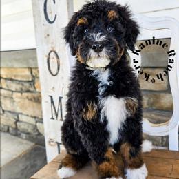 Sage - Tri-color male Bernedoodle puppy in Ashton, Idaho from Kerr Kanine Ranch
