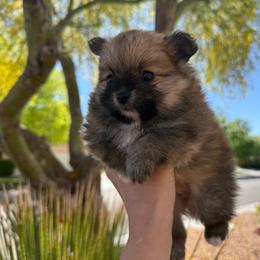 Copper AKC Male - Orange sable male Pomeranian puppy in Las Vegas, Nevada from POM SOCIETY