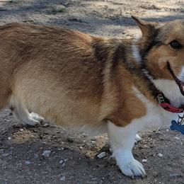 Pembroke Welsh Corgis from Keepin' it Reel Corgis