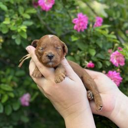 Queenie - Red  female Goldendoodle puppy in Wharton, Texas from Little Fur Friends