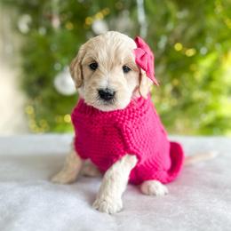Hula Hoop - Cream female Goldendoodle puppy in Sterling, Illinois from Charley's Goldendoodles