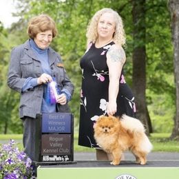 Chaz - Pomeranian