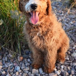 Goldendoodle Puppies from KD Doodles