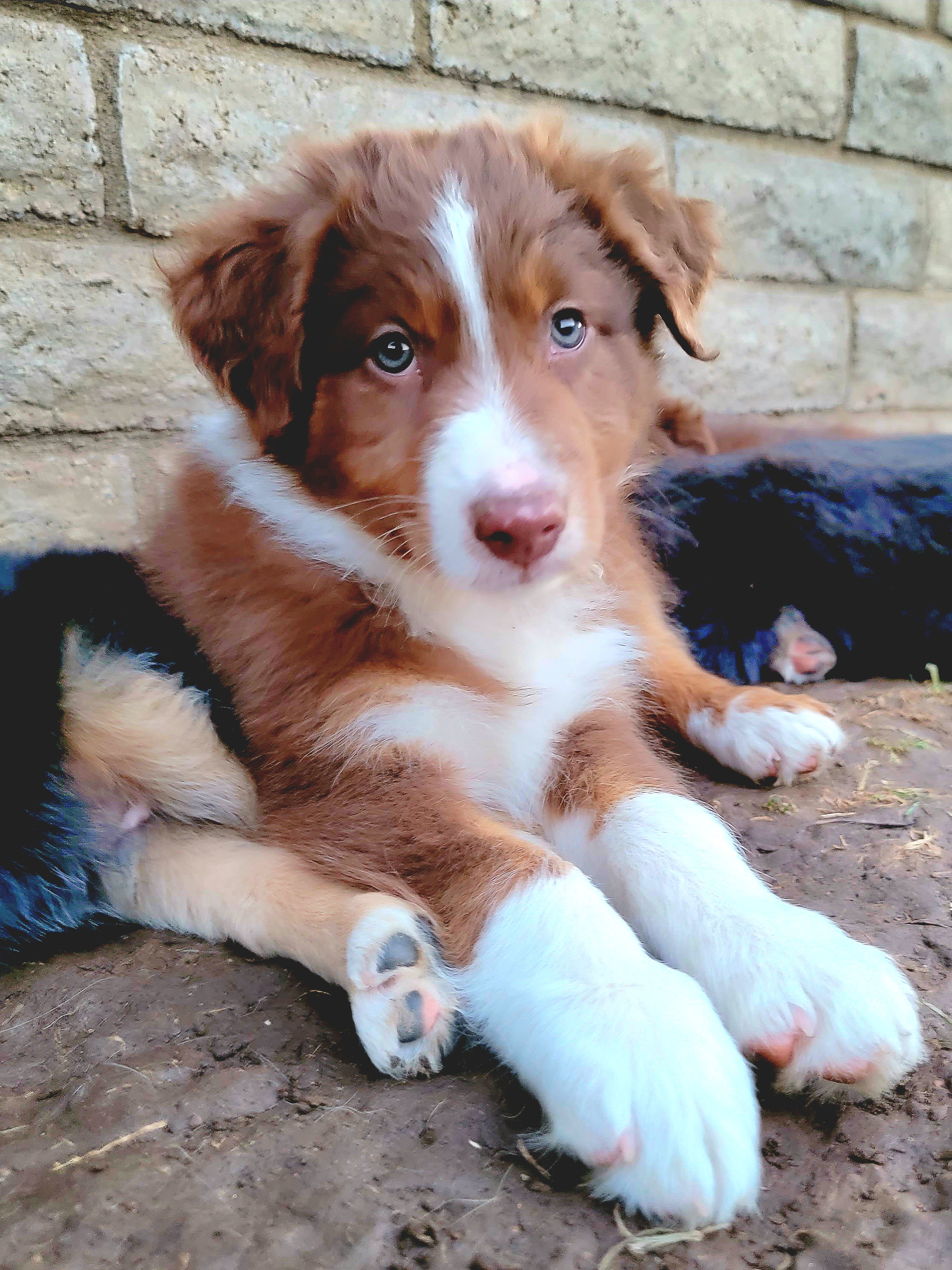 Stout - Red tri-color Australian Shepherd puppy in Glendale, Arizona from Kerr Aussies