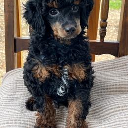 Peanut - Phantom male Poodle puppy in Caldwell, Idaho from Treasure Valley Poodles