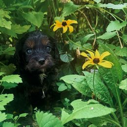 Echo - Black and tan female Cavapoo puppy in Battle Lake, Minnesota from Panda Puppies