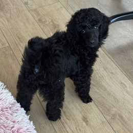 Midnight - Black male Poodle puppy in Aubrey, Texas from MD's Miniature Poodles