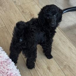 Midnight - Black male Poodle puppy in Aubrey, Texas from MD's Miniature Poodles