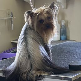 Fifa - Yorkshire Terrier