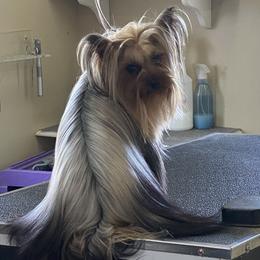 Fifa - Yorkshire Terrier