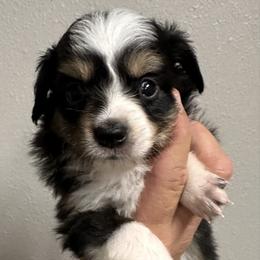 Sara - Black tri-color female Australian Shepherd puppy in Hico, Texas from Chisholm Trail Kennels