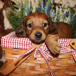 Chicken Nugget - Sable female Dachshund puppy in Baldwin Park, California from The Mini Weenies