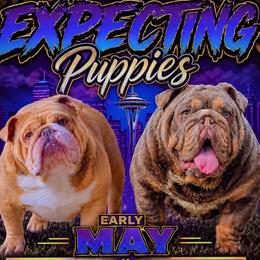 Bulldog puppies from Authentic Bullys