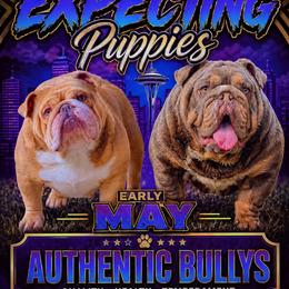 Bulldog puppies from Authentic Bullys