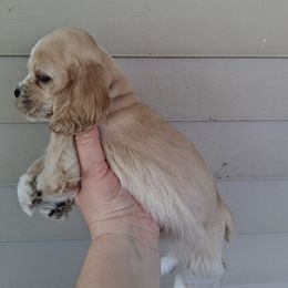 Cocker Spaniel Puppies from Country Cockers of Indiana