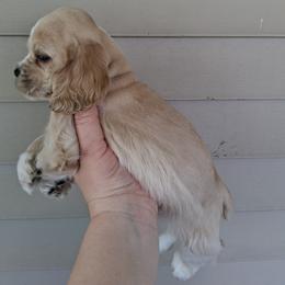 Cocker Spaniel Puppies from Country Cockers of Indiana
