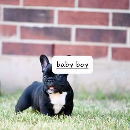 French Bulldog Puppies from Pet frenchies