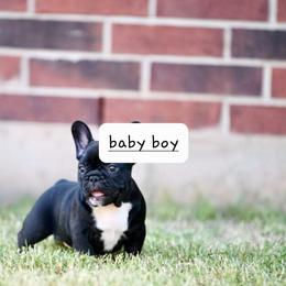 French Bulldog Puppies from Pet frenchies
