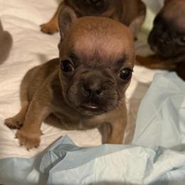 Blue fawn girl 1 - Blue fawn female French Bulldog puppy in Pennsylvania from R & C French Bulldogs