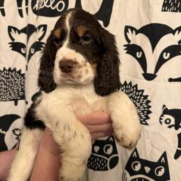 Arkansas ( Ark) - Liver white and tan male English Springer Spaniel puppy in Huntingdon, Pennsylvania from Indian Creek Springers and Doxies