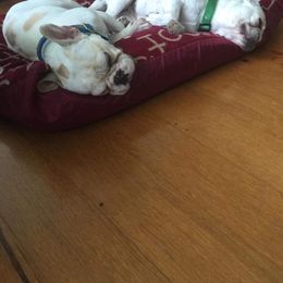 French Bulldog and Pomeranian Puppies from Legendary French Bulldogs