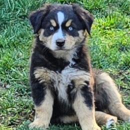 Elaina - Black tri female Miniature Australian Shepherd puppy in Crestline, California from Haugen's Minis