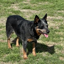 Booger - Australian Cattle Dog