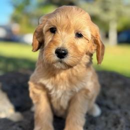 Virginia1 - female Golden Mountain Doodle puppy in Twin Falls, Idaho from Magic Valley Family Doodles