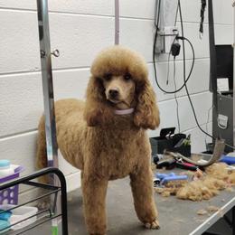 Mexibell - Poodle