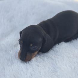 Hazel - Black and tan female Dachshund puppy in Elma, Iowa from Iowa Dachshunds