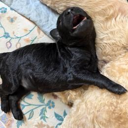 Master Franklin - Black male Goldendoodle puppy in Huntingdon, Tennessee from McCaslin's Doddles